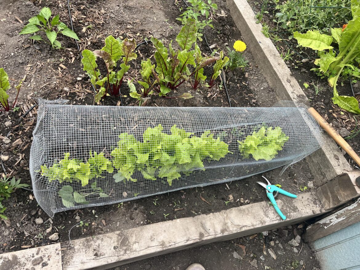 Take that you adorable bunny bastards!