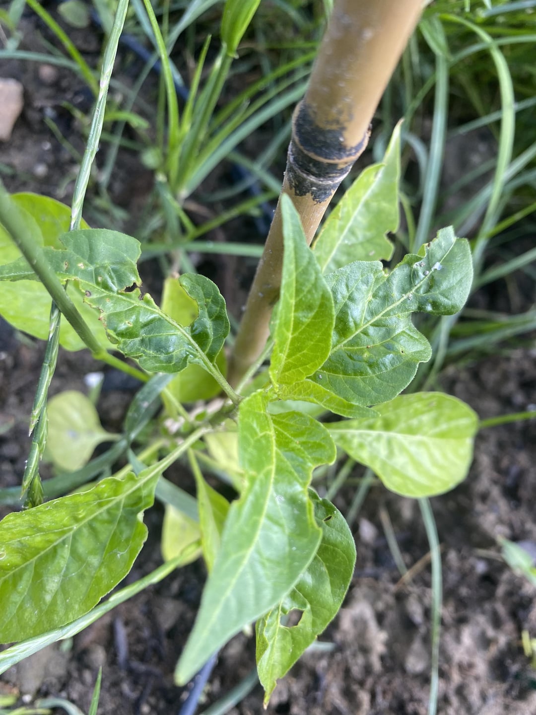 HELPWhat is eating my plants? Dining and Cooking