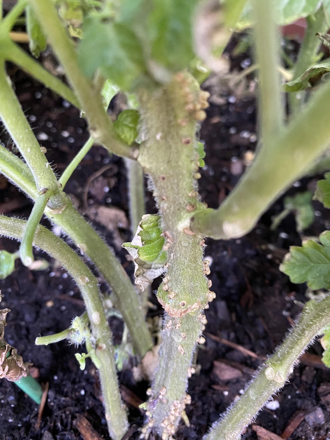What are these bumps on my tomato plants? Dining and Cooking