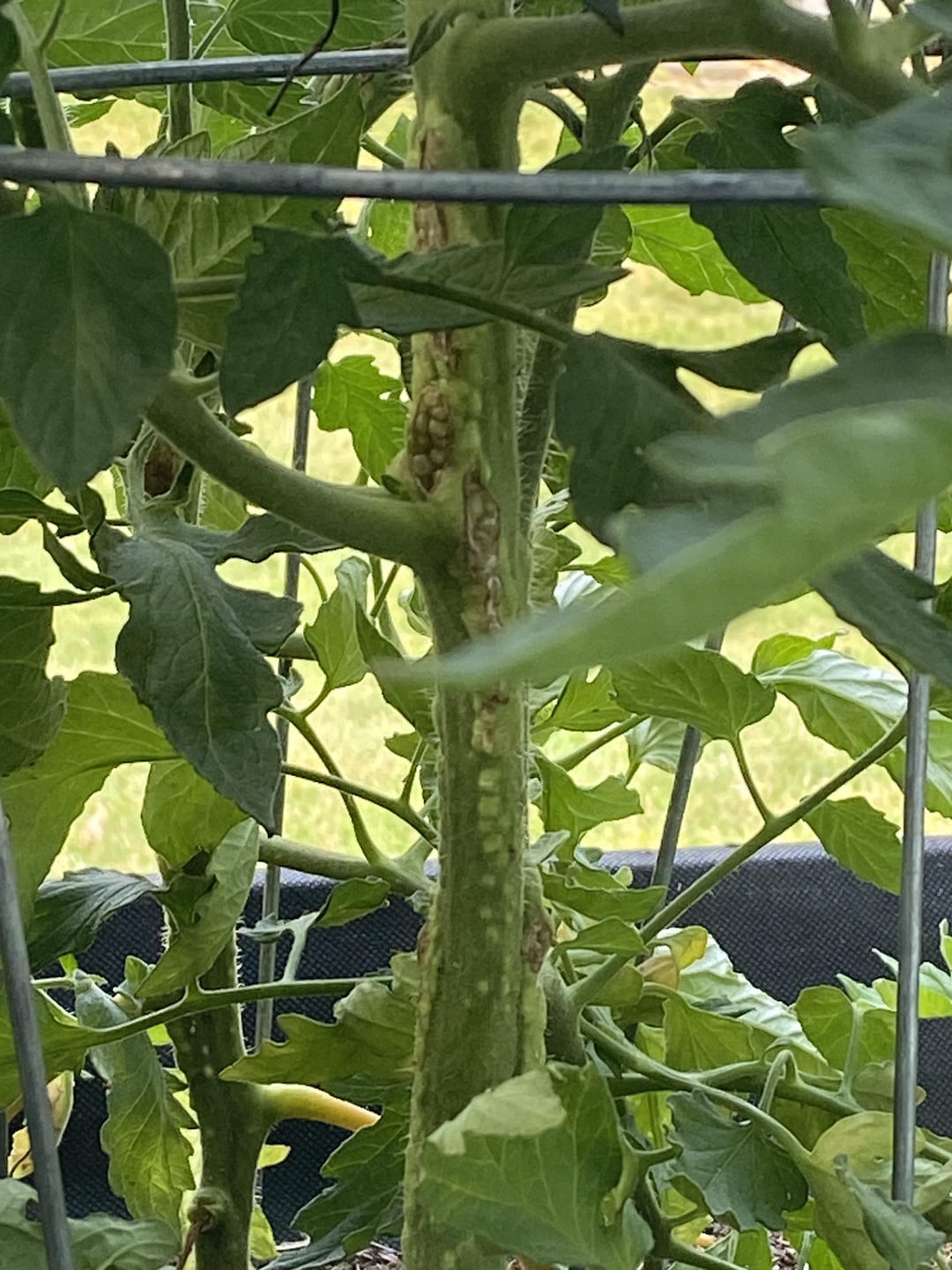 What are these bumps on my tomato plant? Dining and Cooking
