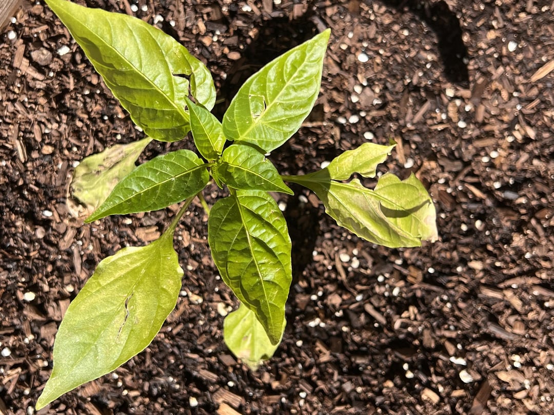 What is eating my plants? Dining and Cooking