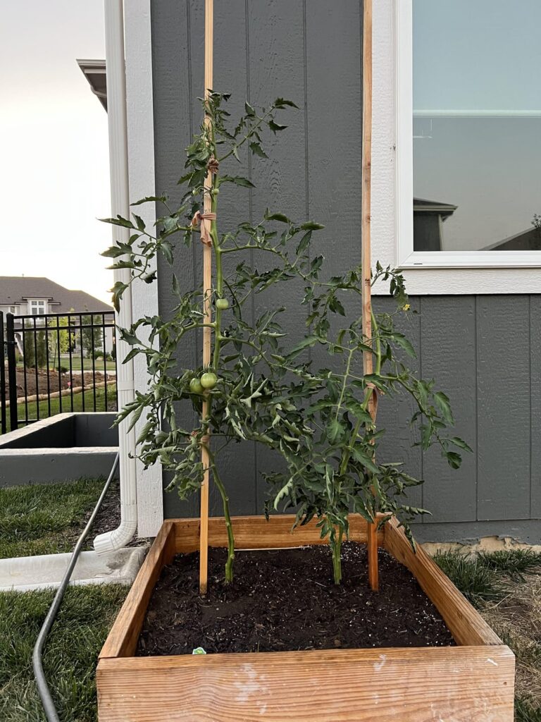 First time growing, how am I doing?