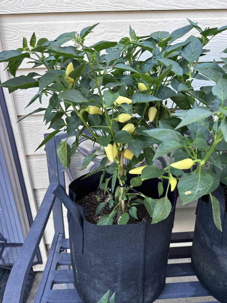 Can I get help identifying these peppers?