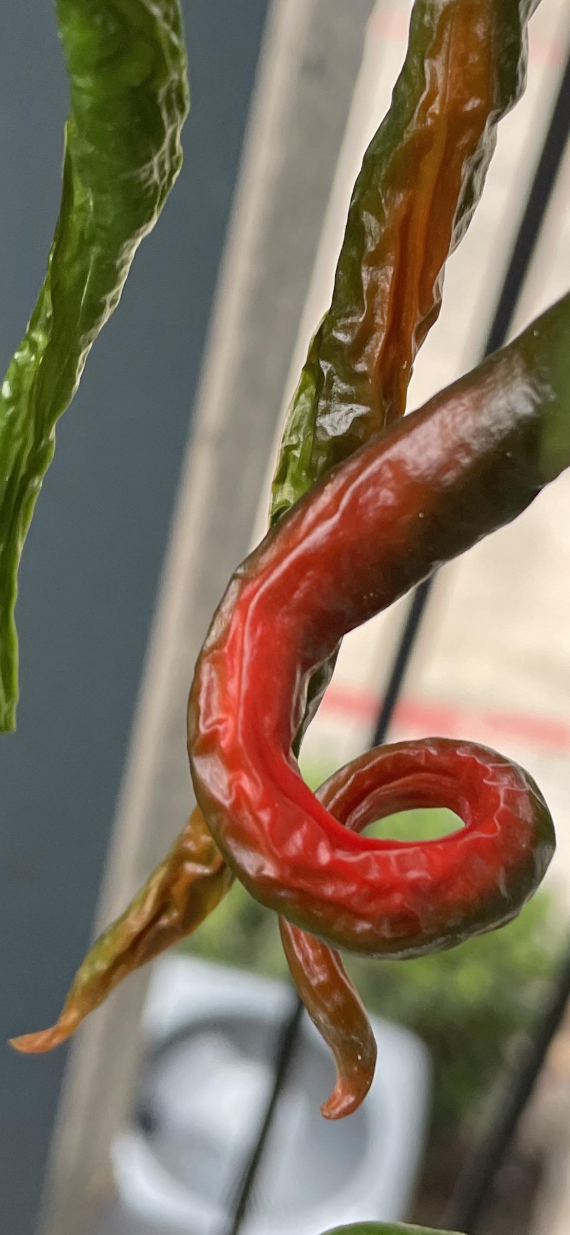 Curly Gong Bao peppers ripening Dining and Cooking