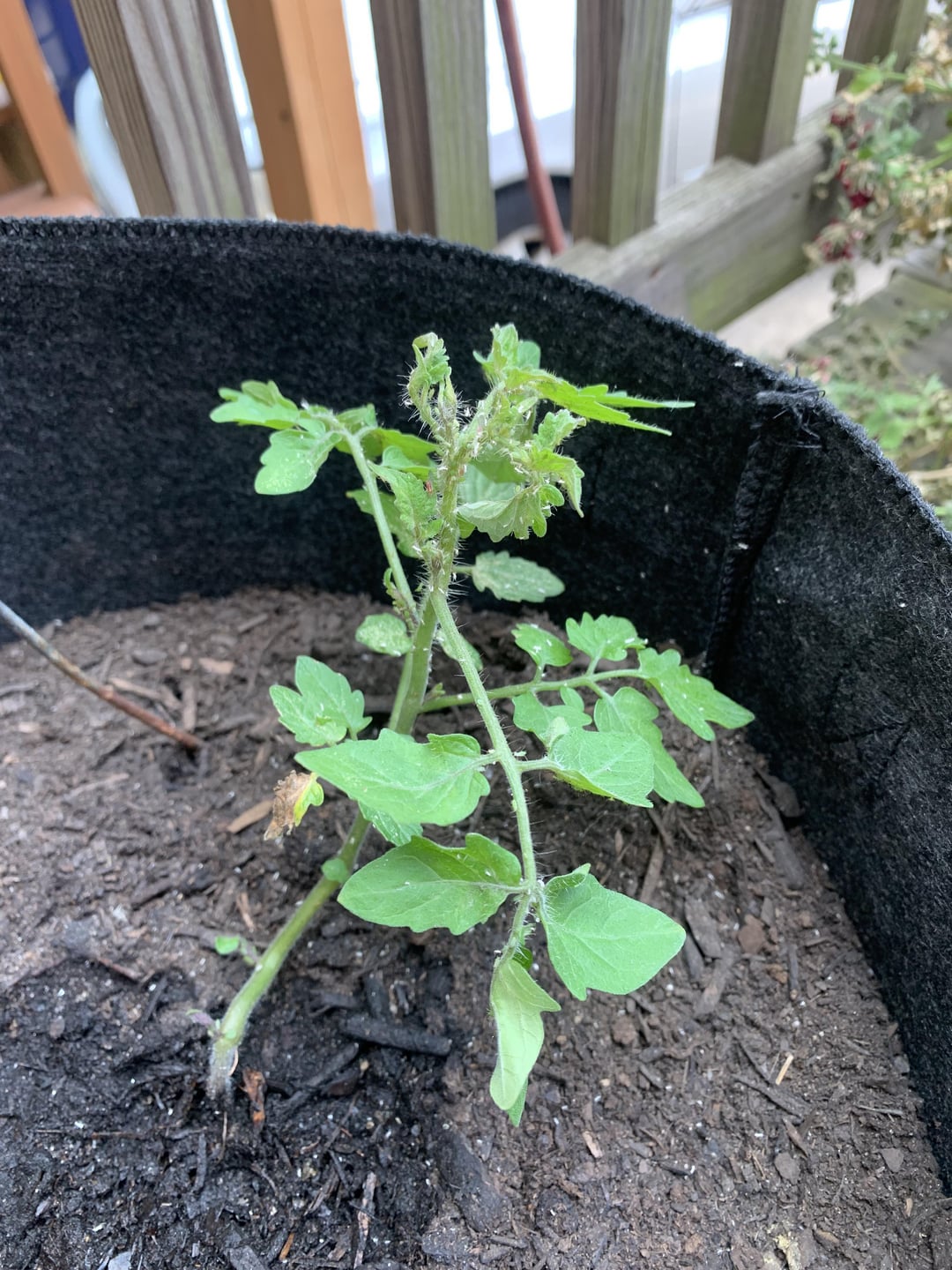What are these white specks (bugs??) on my young tomato plant? Dining