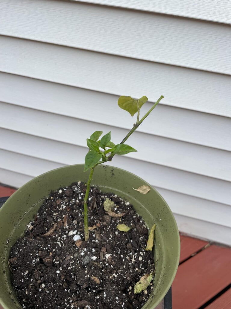 Pepper plant leaves turning yellow/falling off