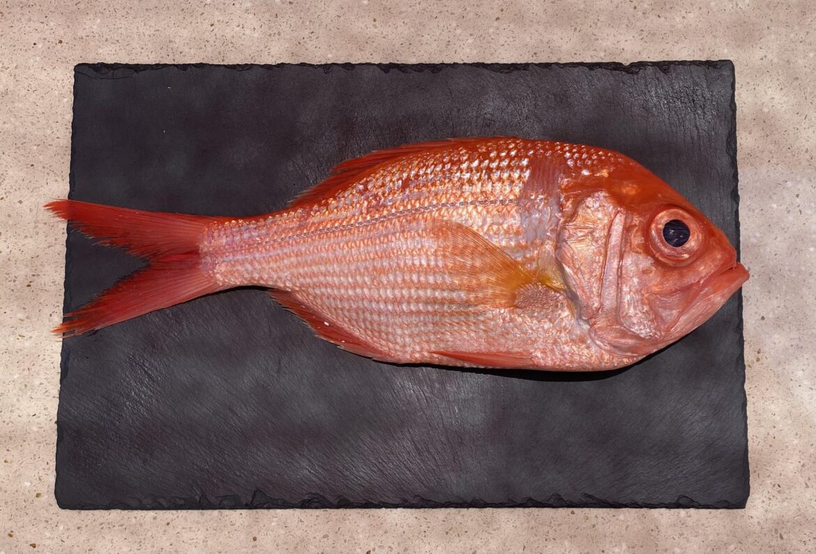 Fish appreciation post