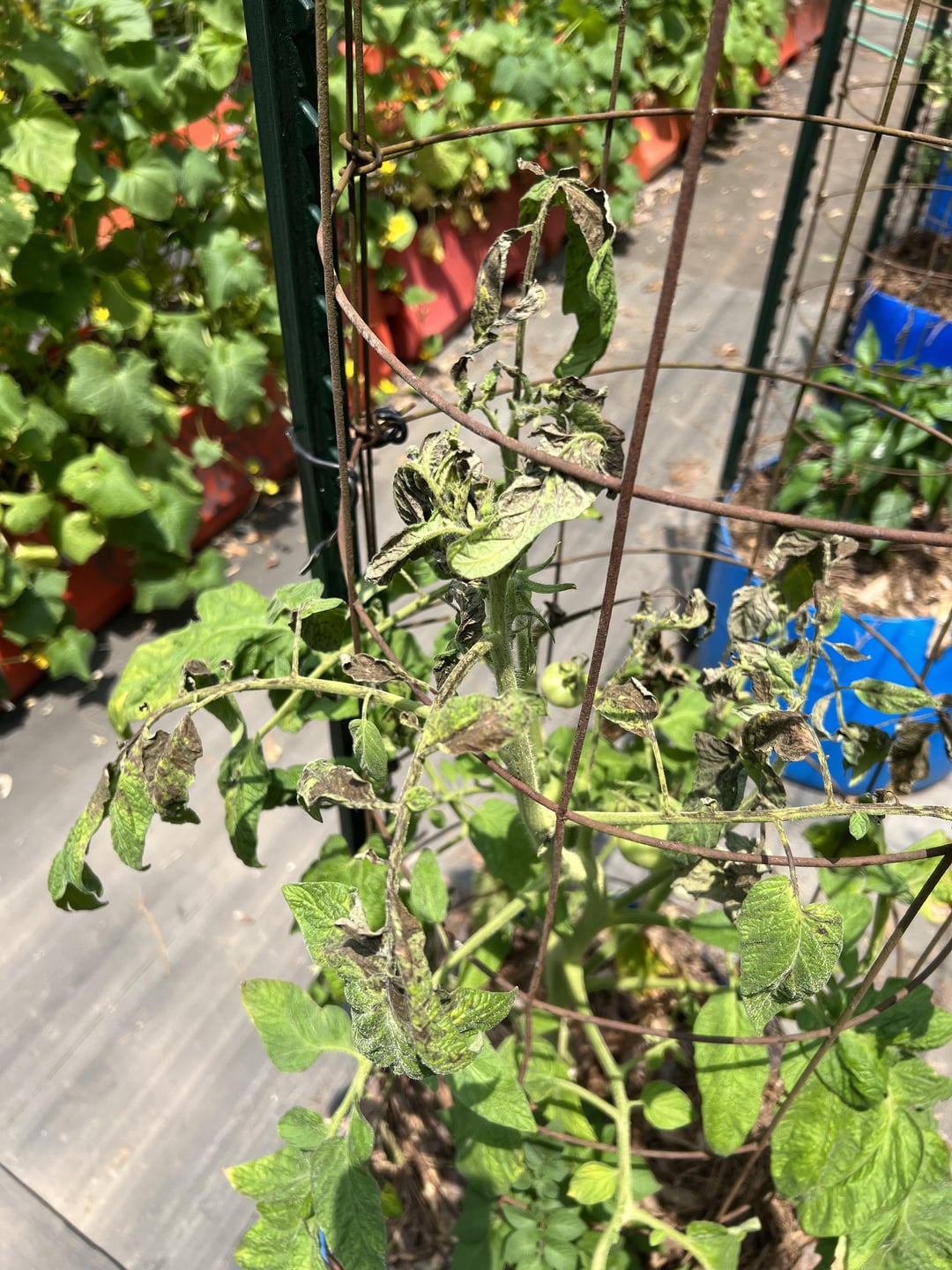 Zone 7b what is the deal with these tomato plants? Dining and Cooking