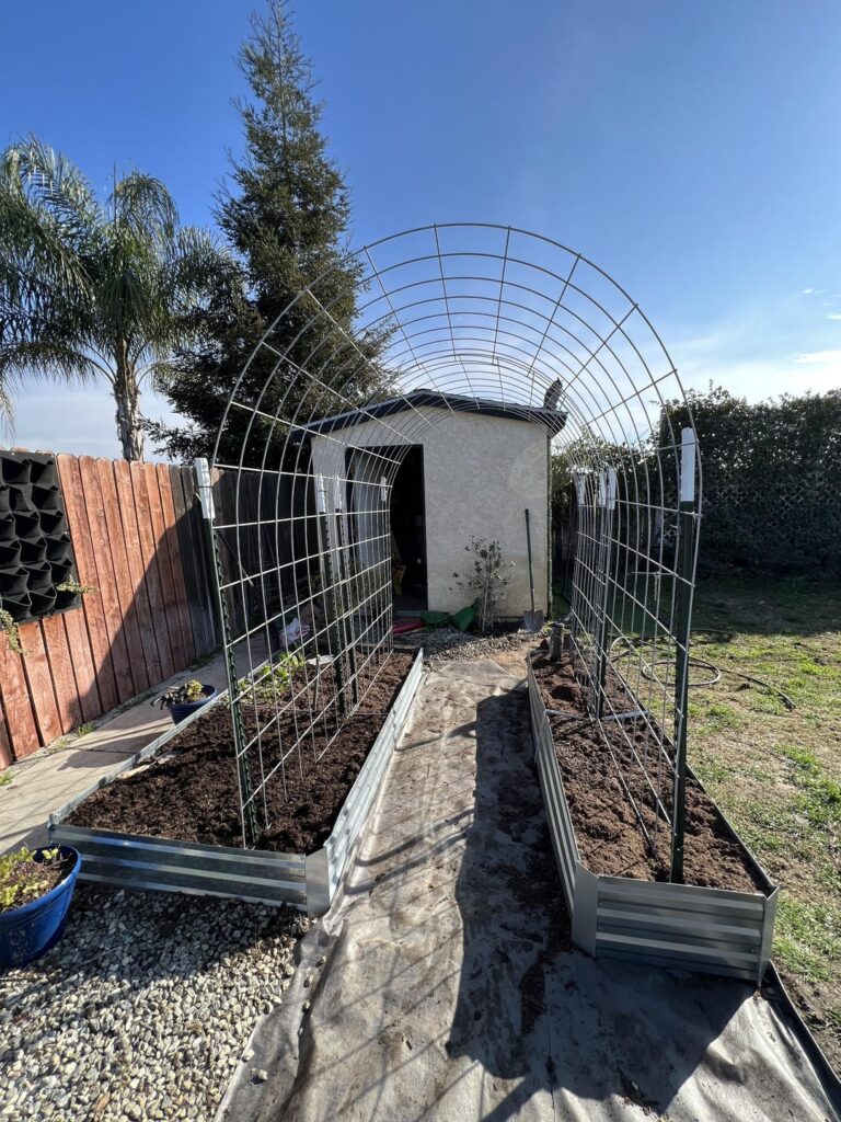 First year with my cattle Panel arch.