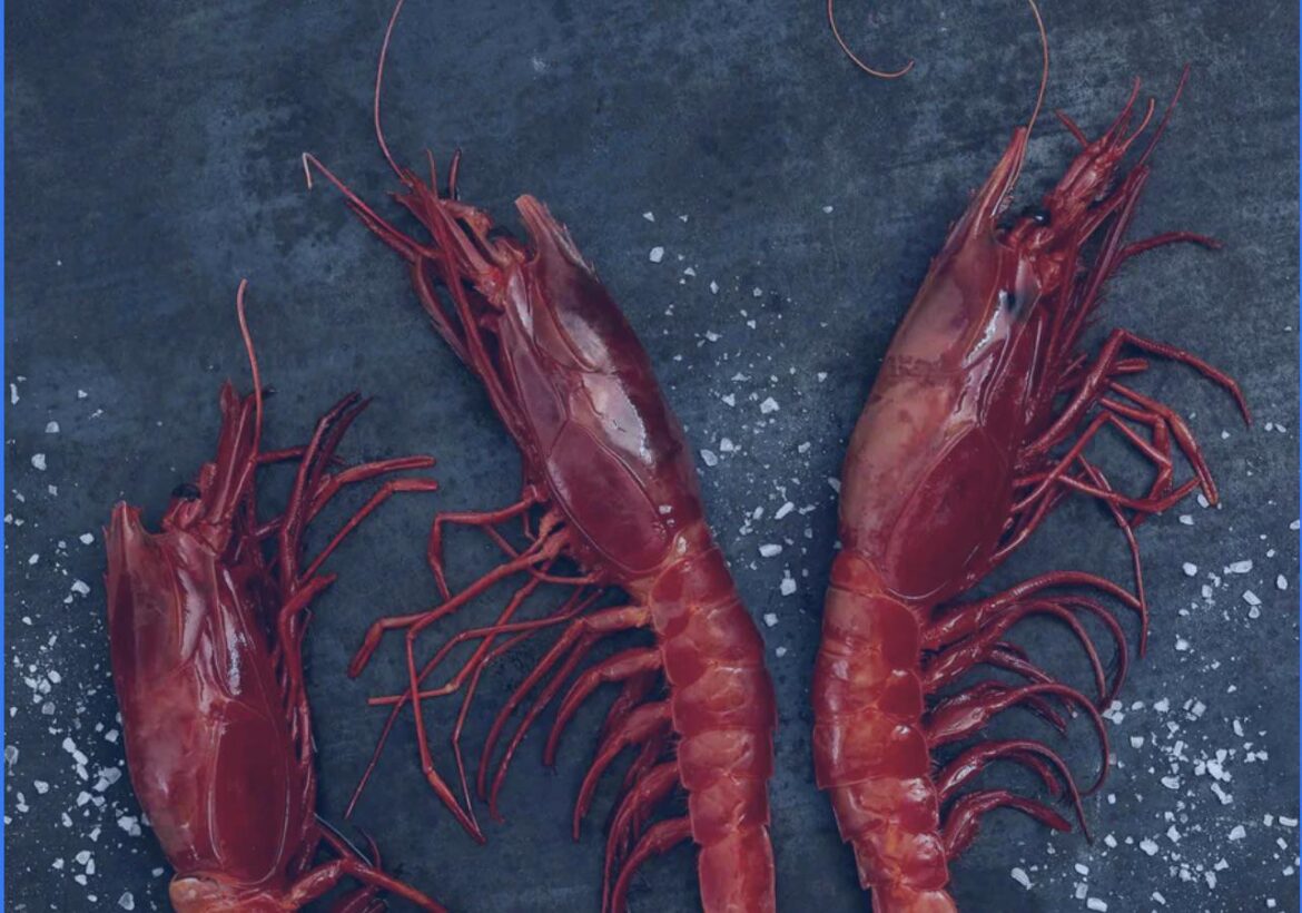 Where can I find big bright prawns like the ones in the pic? I will either buy to cook or order in a restaurant. Just want to try them.
