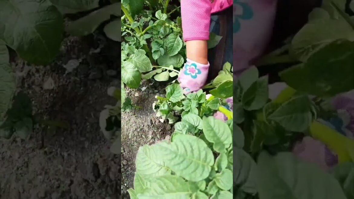 Method To Grow Biger    Potatoes #satisfying #shot