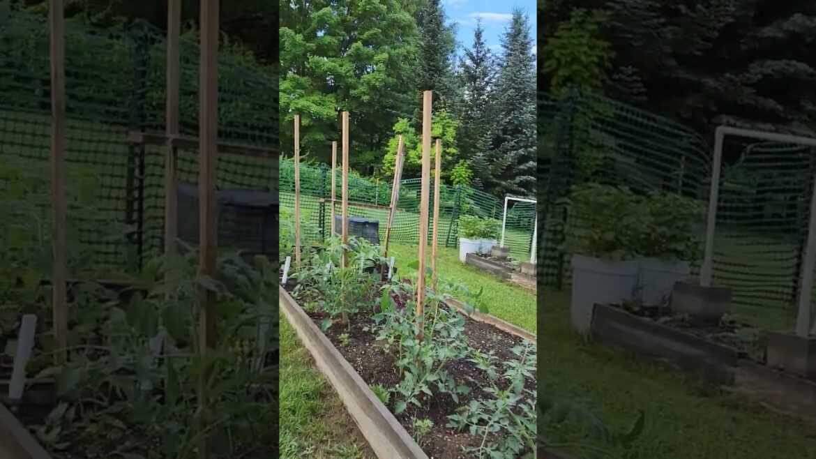 Early morning in our vegetable garden with tea and bird songs