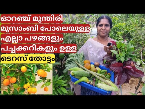 എല്ലാ പഴങ്ങളും പച്ചക്കറികളും ഉള്ള ടെറസ് തോട്ടം | The best fruit and vegetable garden on terrace എല്ലാ പഴങ്ങളും പച്ചക്കറികളും ഉള്ള ടെറസ് തോട്ടം | The best fruit and vegetable garden on terrace