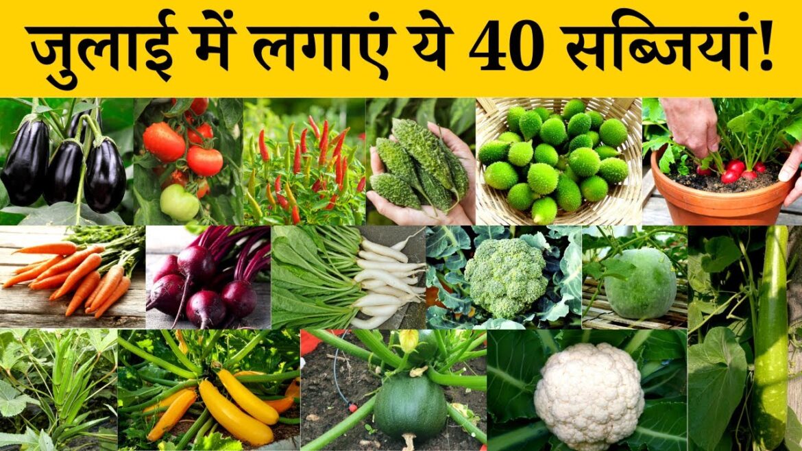 जुलाई में कौनसी सब्ज़ी लगाएँ | July me konsi sabji lagaye | July me konsi Sabjiyan lagayen Vegetable जुलाई में कौनसी सब्ज़ी लगाएँ | July me konsi sabji lagaye | July me konsi Sabjiyan lagayen Vegetable