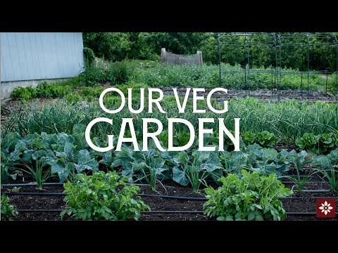 Come tour our veg garden! | Early Summer Market Garden Come tour our veg garden! | Early Summer Market Garden