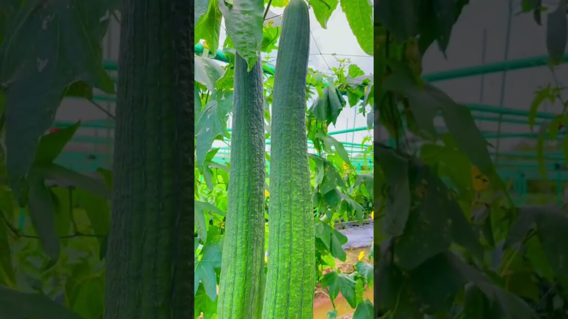 Amazing vegetables garden! #gardening