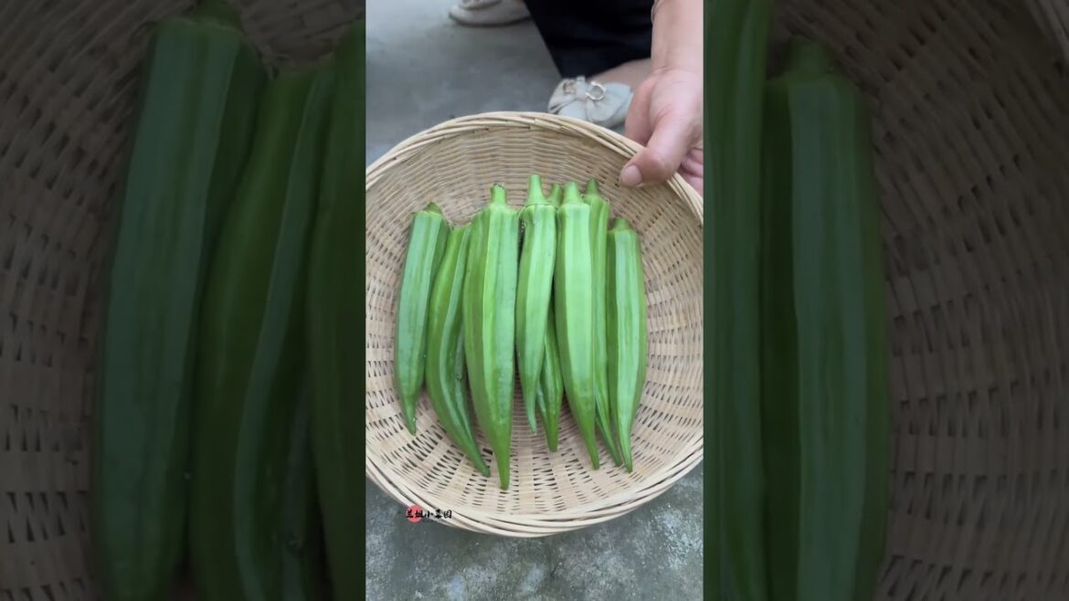 My growing Vegetable at home by Meimei My growing Vegetable at home by Meimei