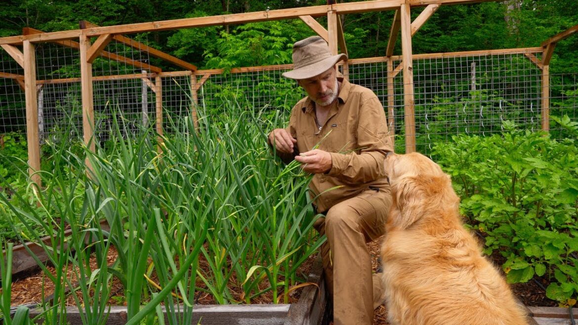 Wood Chip Failure in my Vegetable Garden Wood Chip Failure in my Vegetable Garden