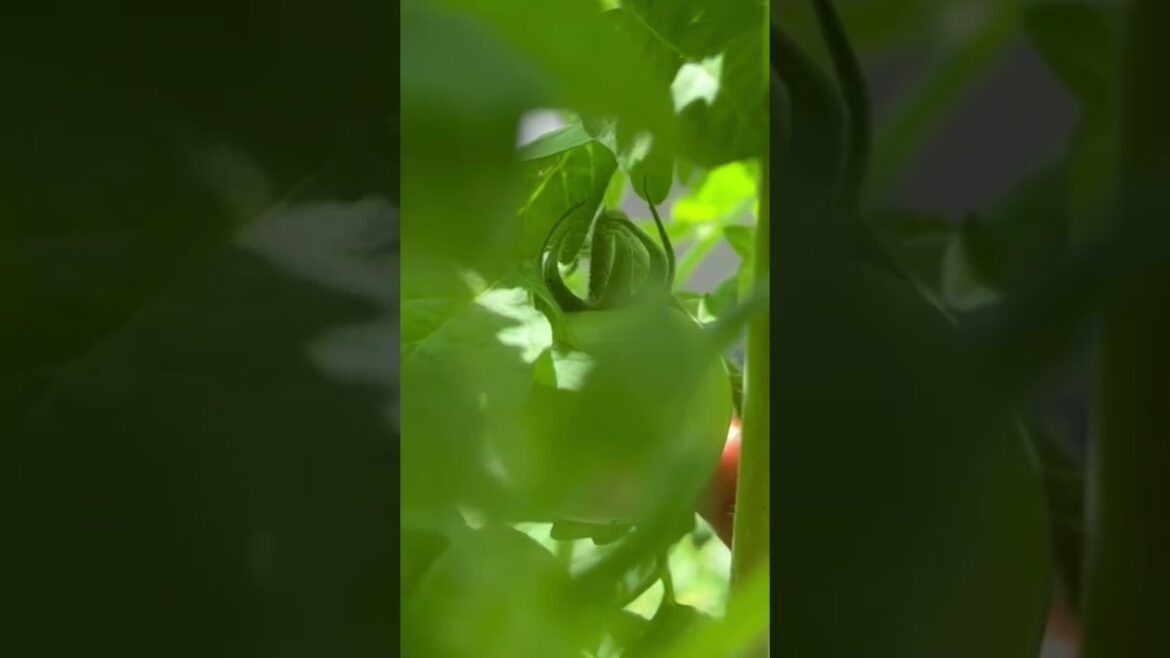 Tomatoes after Hail storm . USA vegetable Gardening