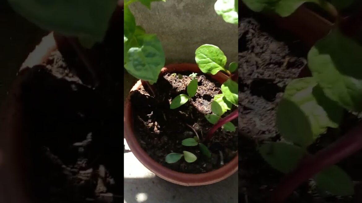 Growing Vegetable at home