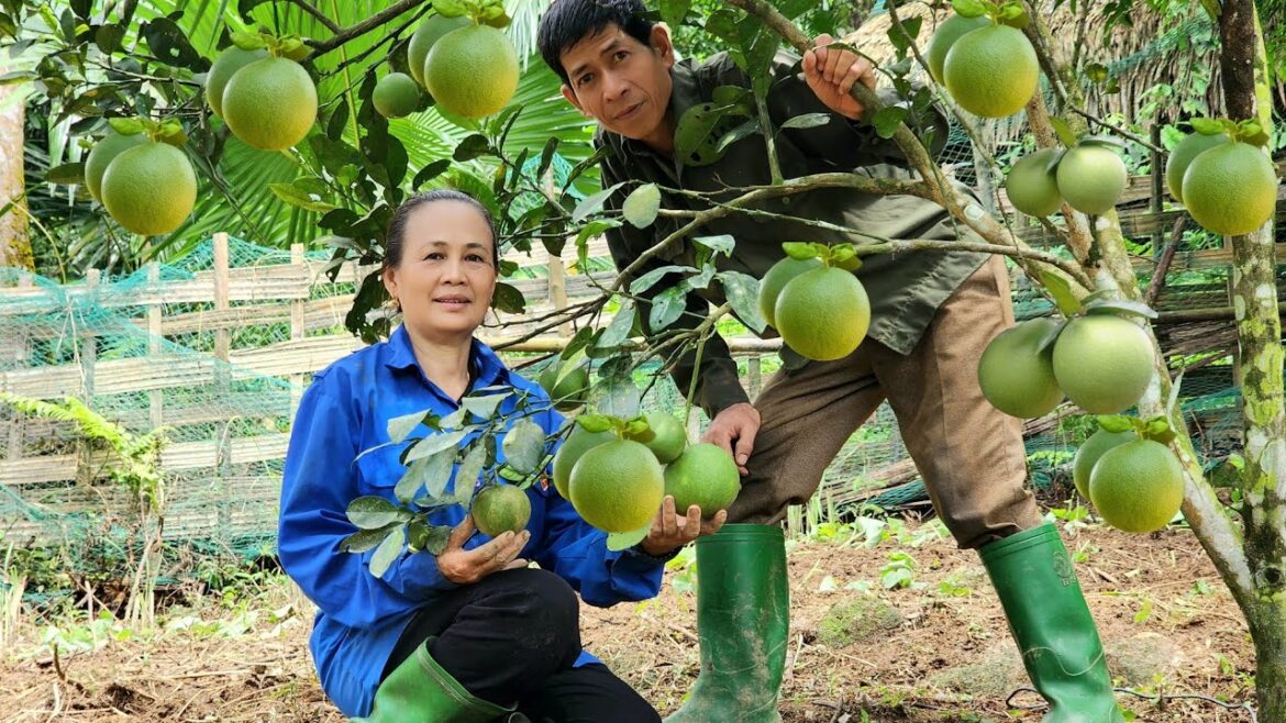 Harvest & Take Care Of The Vegetable Garden, Cook in The Happy Family Farm | Hoang Thi Chien Harvest & Take Care Of The Vegetable Garden, Cook in The Happy Family Farm | Hoang Thi Chien