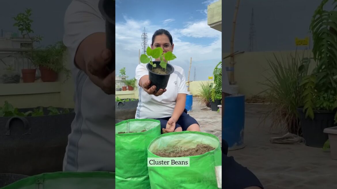 Monsoon vegetable garden preparation in July