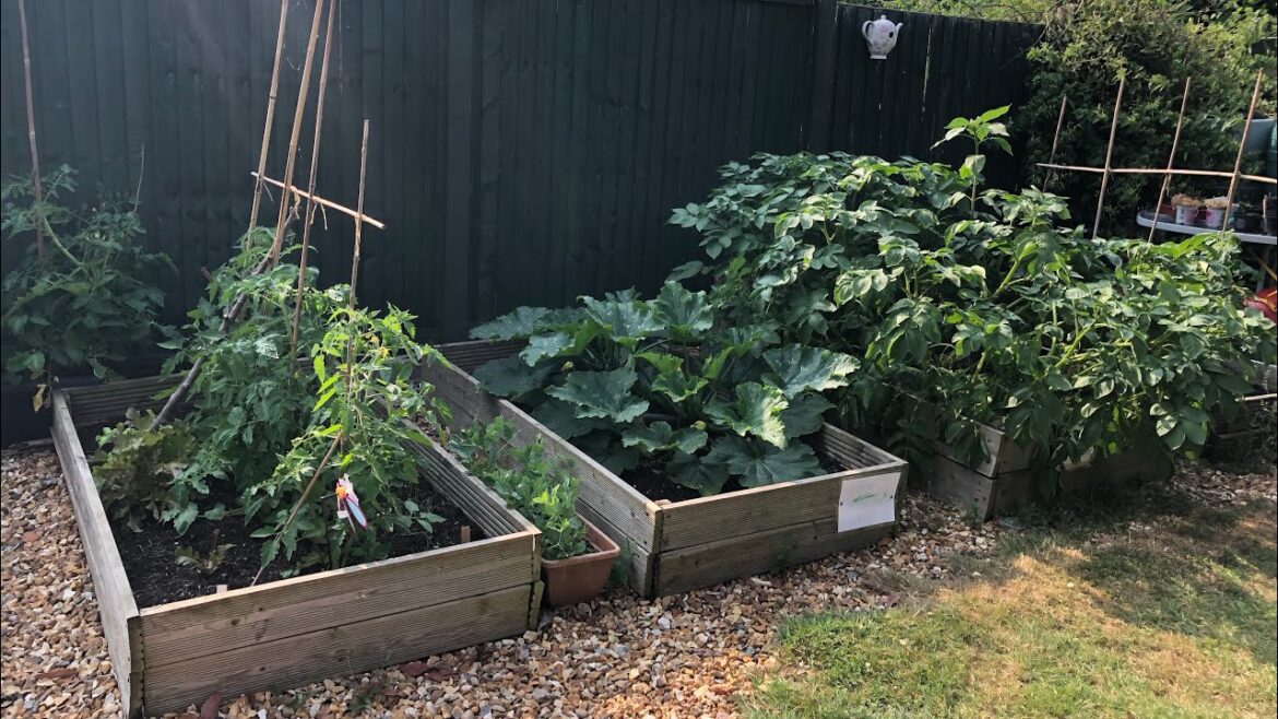 June 2023 Vegetable Garden Tour