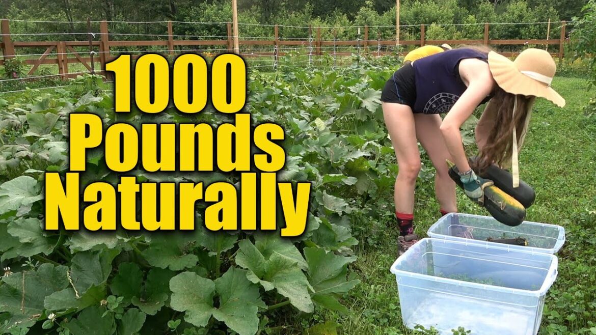 Organic Vegetable Gardening HUGE Results