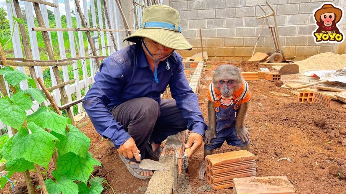 Grandpa recreates vegetable garden and cut coconut for YoYo Jr
