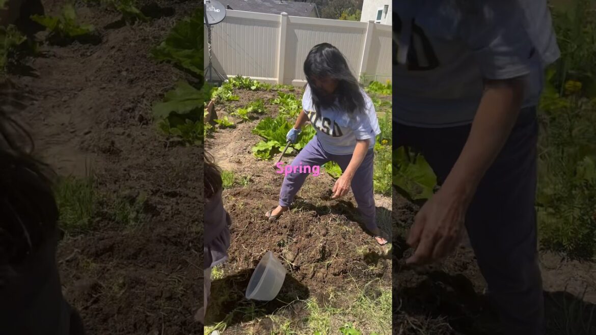 Spring vs Summer vegetable garden | Nepali family from California