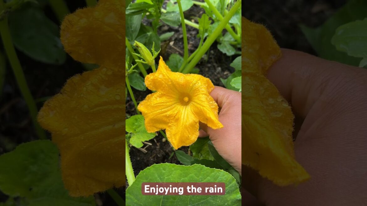 #enjoyingrain #vegetablegardening #ukgardening #enjoyingweather