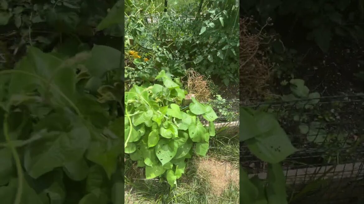 Vegetable Garden Rises from the Dead