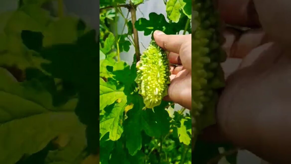 Fresh vegetable gardening | #garden  #freshvegetables #viral #shortsyoutube #shorts