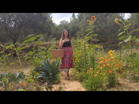 Summer off-grid – Harvesting and cooking from my vegetable garden Summer off-grid - Harvesting and cooking from my vegetable garden