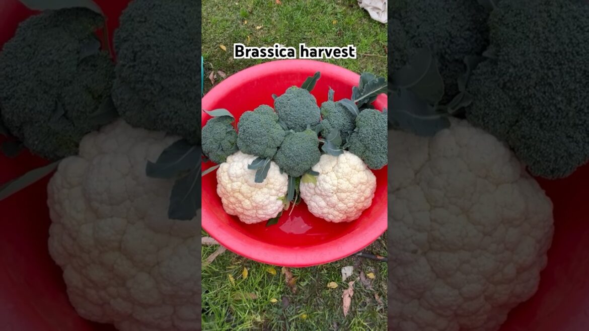 Brassica harvest #gardening #growyourownfood #garden #gardenvegetable #vegetable Brassica harvest #gardening #growyourownfood #garden #gardenvegetable #vegetable