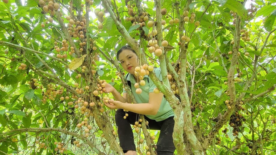 fireball harvest go to market vegetable gardening Harvest and go to the market to sell fireball harvest go to market vegetable gardening Harvest and go to the market to sell