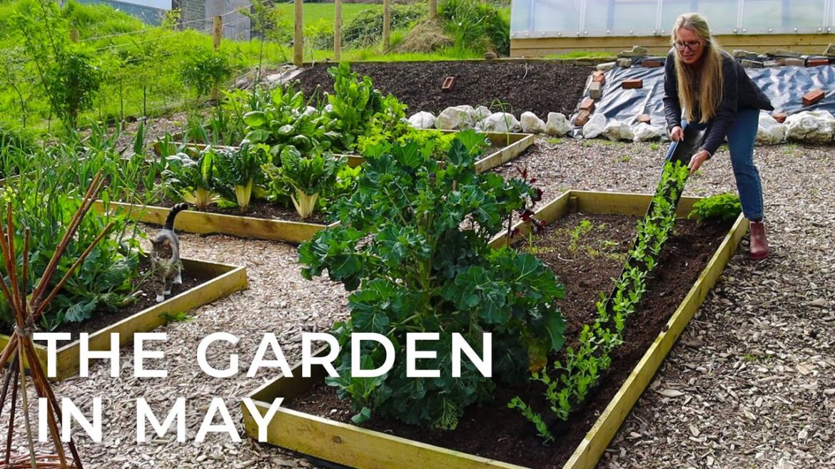 The Garden in May // Introducing Some New Additions