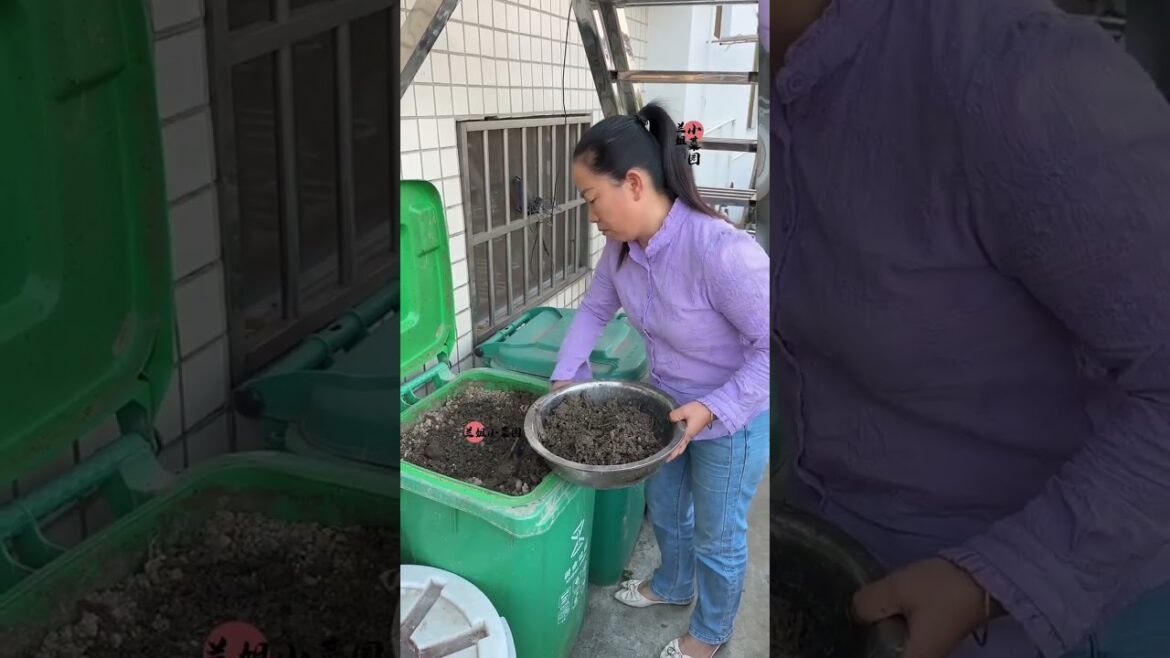 I growing garden at home by Meimei/ Vegetable I growing garden at home by Meimei/ Vegetable