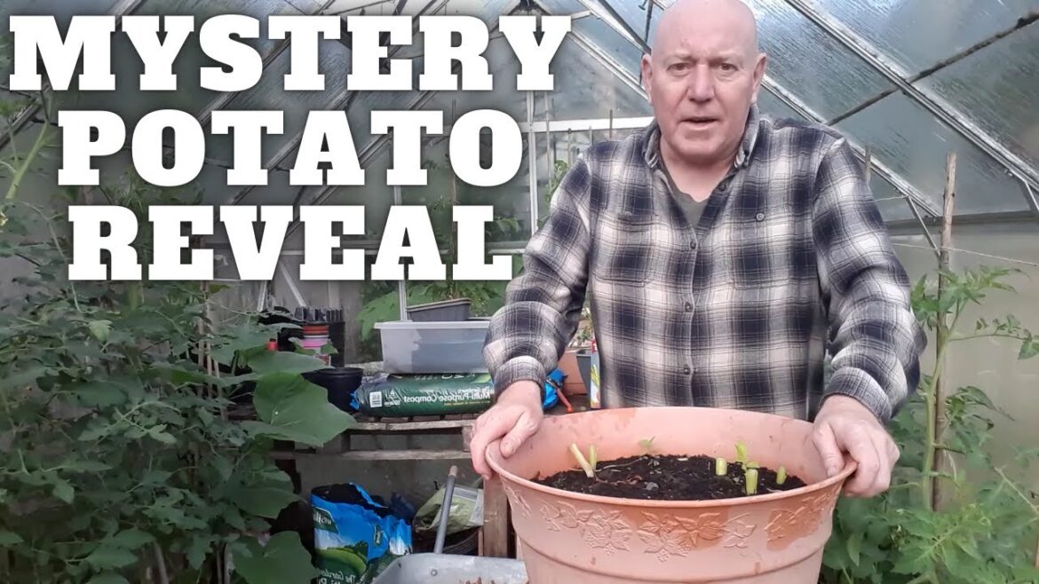 Mystery Potato Reveal [Gardening Allotment UK] [Grow Vegetables At Home ]