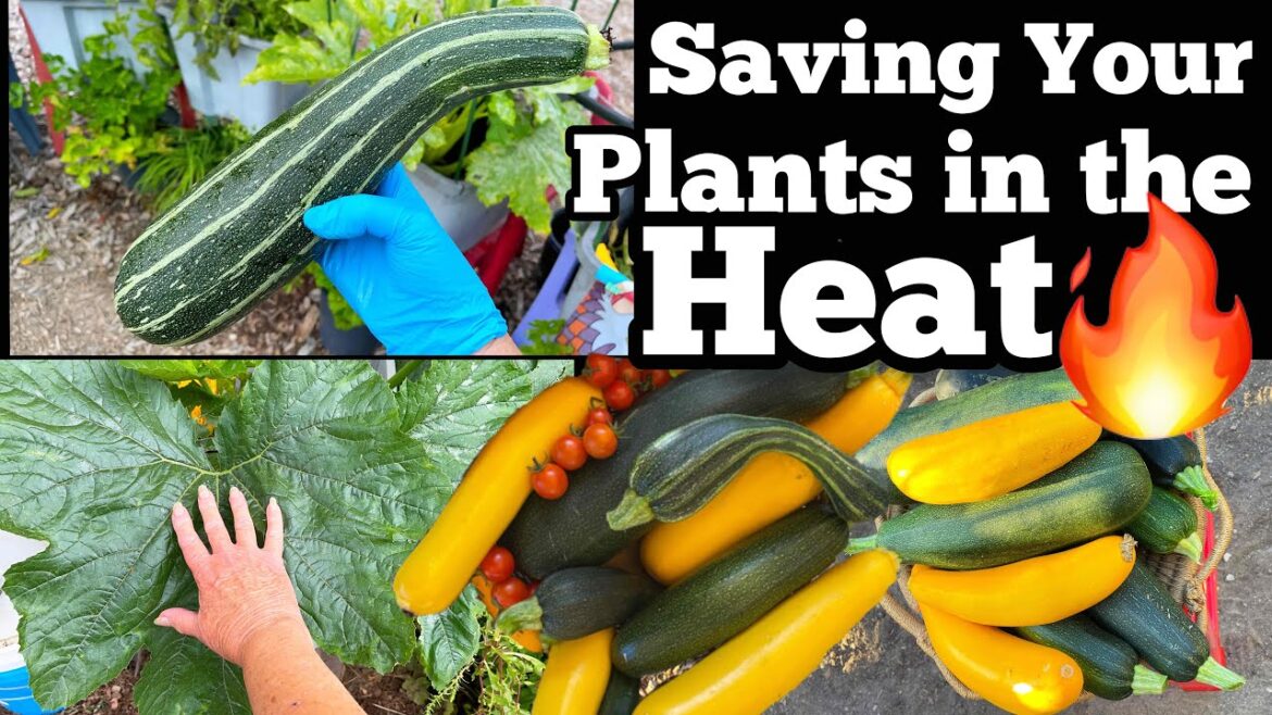 HOT SUMMER GARDEN TIPS for Heat Maintenance for Vegetable Garden Plants Zucchini Container Gardening HOT SUMMER GARDEN TIPS for Heat Maintenance for Vegetable Garden Plants Zucchini Container Gardening