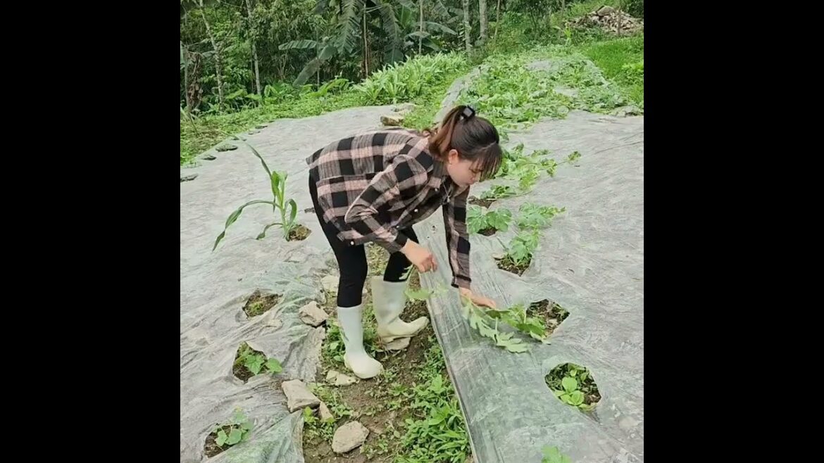 I can't believe the vast vegetable garden