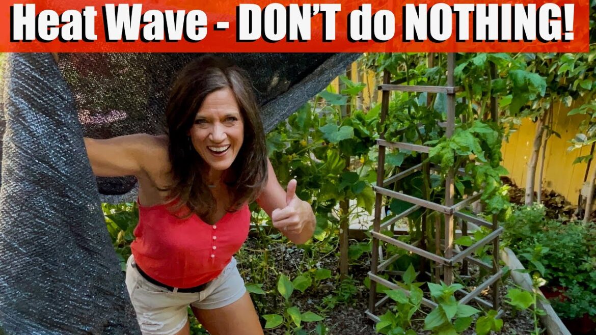 Heat Wave in the Vegetable Garden – DON’T do NOTHING! Heat Wave in the Vegetable Garden - DON’T do NOTHING!