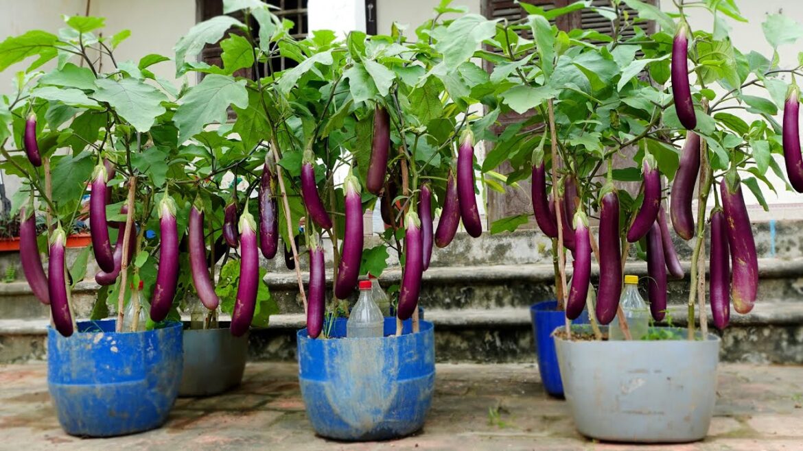 Grow this way and Eggplants produce more fruit than you can imagine