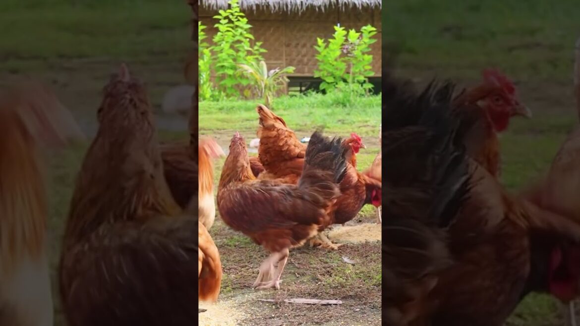 Crab and shrimp with vegetable garden