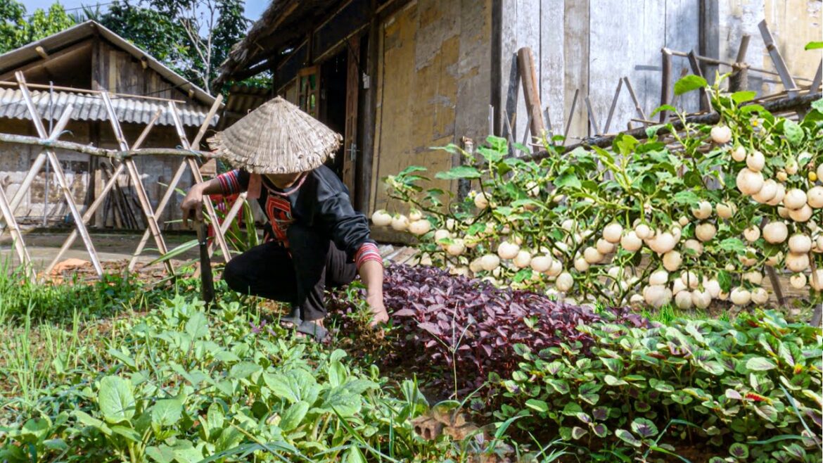 FREE BUSHCREAFT: Cleaning Up The Vegetable Garden, Harvesting Eggplants To Cook Meals FREE BUSHCREAFT: Cleaning Up The Vegetable Garden, Harvesting Eggplants To Cook Meals