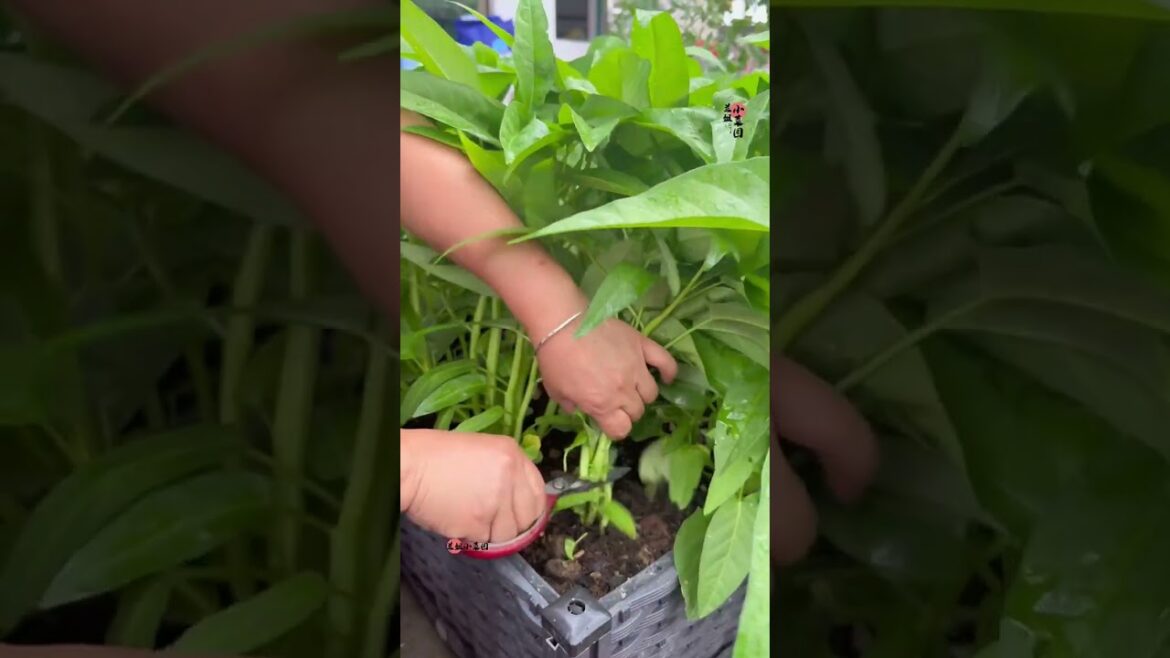 My growing Vegetable at home by Meimei My growing Vegetable at home by Meimei