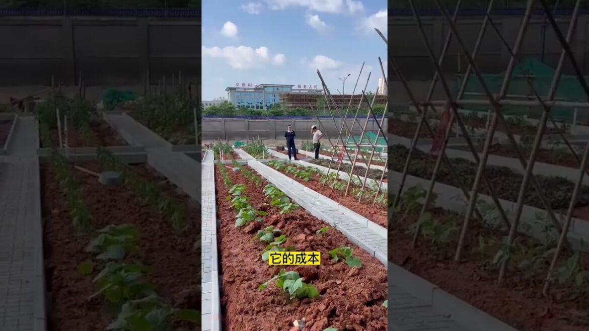 Growing vegetable in home garden, #short Growing vegetable in home garden, #short