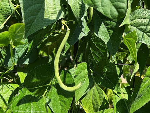 Midsummer Vegetable Garden Tips: Everyone Can Grow a Garden (2023) #29 Midsummer Vegetable Garden Tips: Everyone Can Grow a Garden (2023) #29