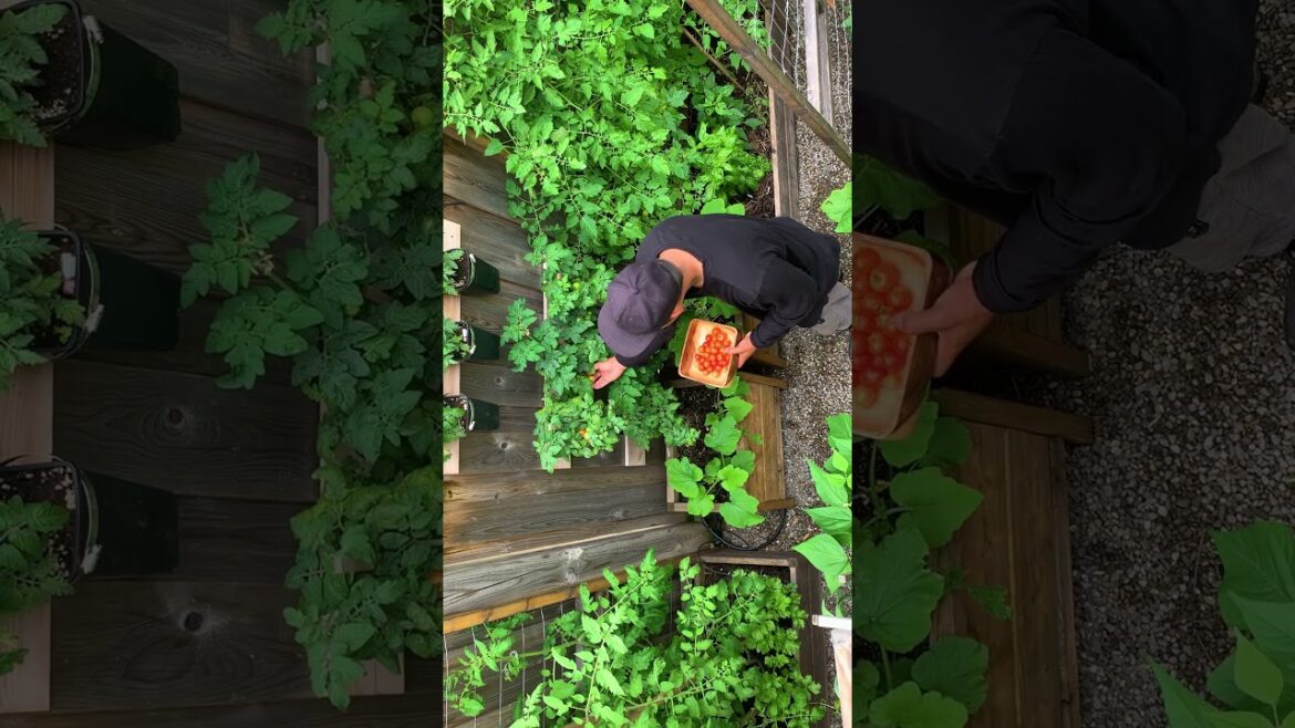 5 simple little things I do every morning to keep the garden healthy