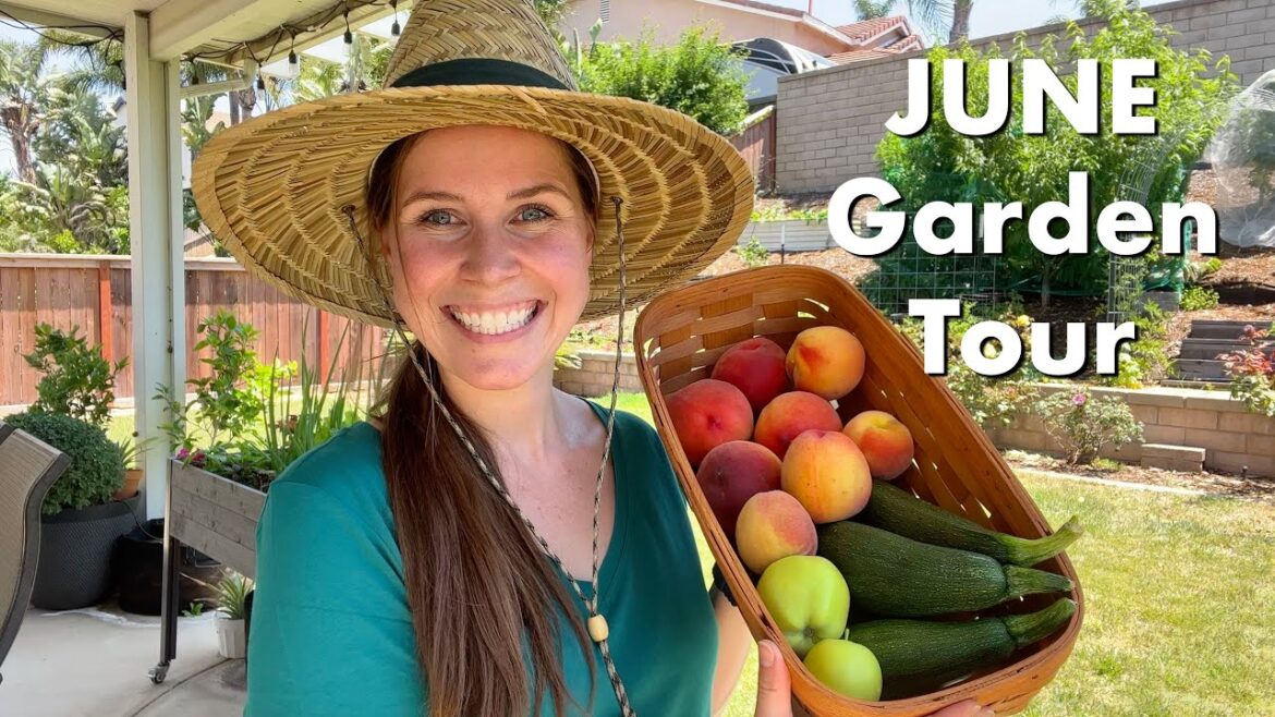 2023 June Vegetable Garden Tour & Harvest | Zone 9 | This is Just the Beginning 2023 June Vegetable Garden Tour & Harvest | Zone 9 | This is Just the Beginning